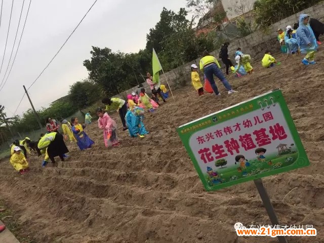 廣西東興市偉才幼兒園“種花生”社會大課堂活動