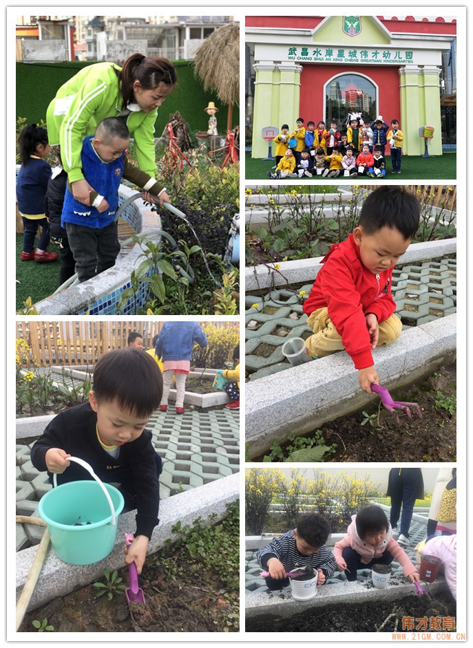 湖北武漢水岸星城偉才國際幼兒園：植一顆種子，育一顆大樹