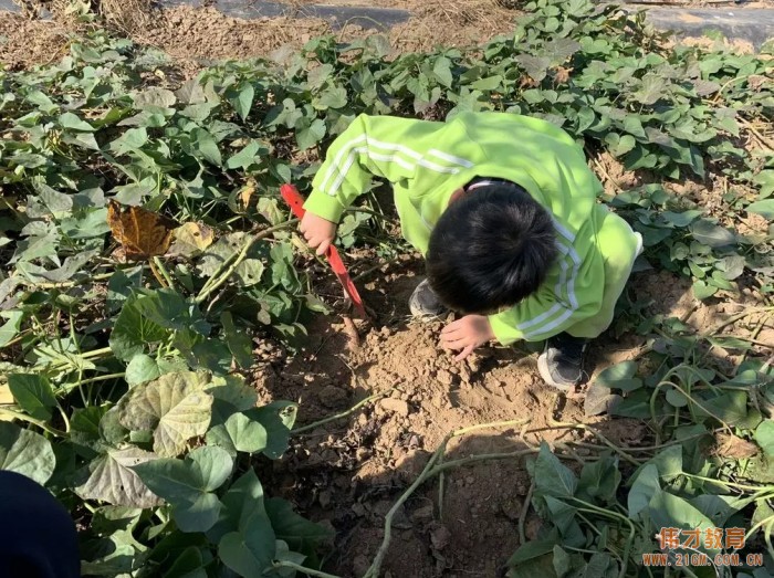 平頂山藍灣翠園偉才幼兒園生態(tài)大課堂：耕道田園，探索秋天的奧秘