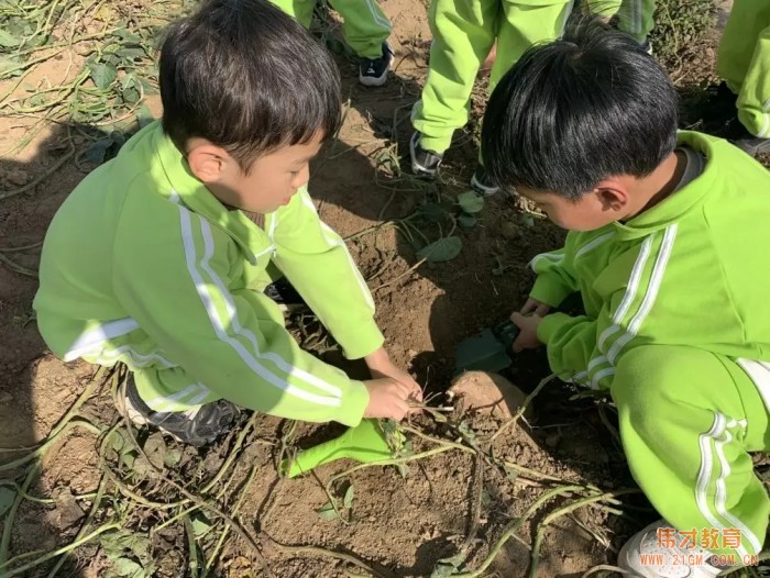 平頂山藍灣翠園偉才幼兒園生態(tài)大課堂：耕道田園，探索秋天的奧秘