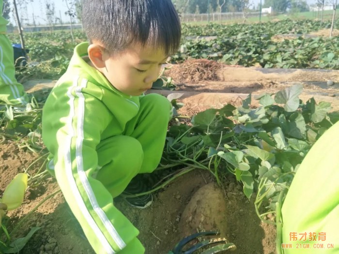 平頂山藍灣翠園偉才幼兒園生態(tài)大課堂：耕道田園，探索秋天的奧秘