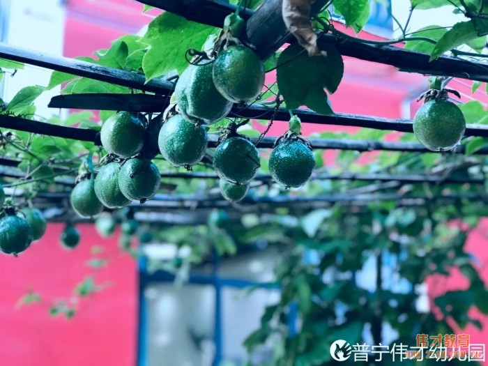 偉才生態(tài)課程：秋收冬藏，生根發(fā)芽丨廣東普寧市偉才幼兒園