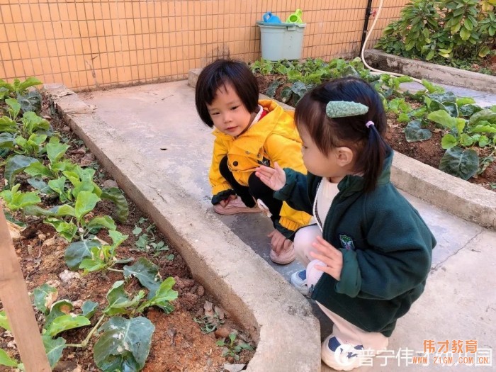偉才生態(tài)課程：秋收冬藏，生根發(fā)芽丨廣東普寧市偉才幼兒園