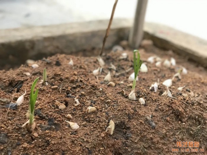 偉才生態(tài)課程：秋收冬藏，生根發(fā)芽丨廣東普寧市偉才幼兒園