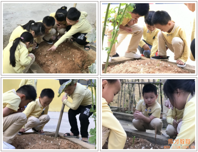 偉才生態(tài)課程：秋收冬藏，生根發(fā)芽丨廣東普寧市偉才幼兒園