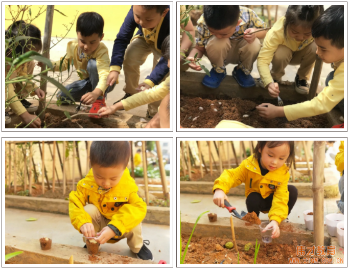 偉才生態(tài)課程：秋收冬藏，生根發(fā)芽丨廣東普寧市偉才幼兒園